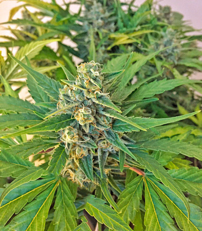 Сорт конопли Amnesia XXL Autoflowering 