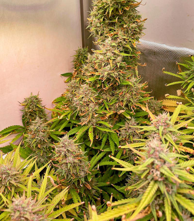 Семена сорта Crime Caramel 2 Auto fem (Семяныч)