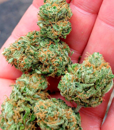 Семена сорта Kripple Shock fem (Dr. Krippling Seeds)