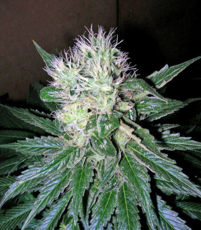 Семена сорта Smile Max Auto fem