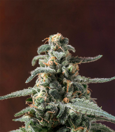 Семена сорта Tahoe Cure fem (Pyramid Seeds)