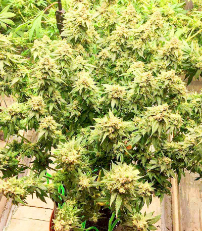 Семена сорта Wedding Cake fem (Barney's Farm)