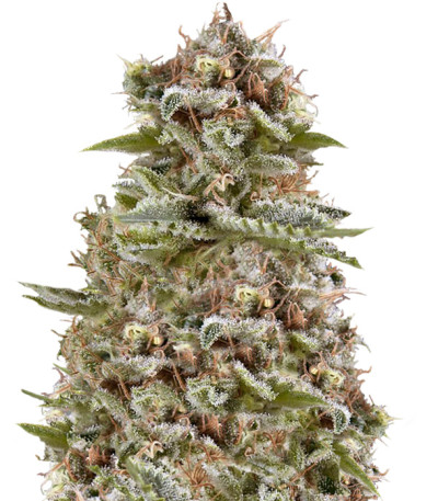 Семена сорта White Widow Auto Fem (Vision Seeds)