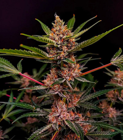 Семена сорта Tropicana Cookies FF fem (FastBuds)