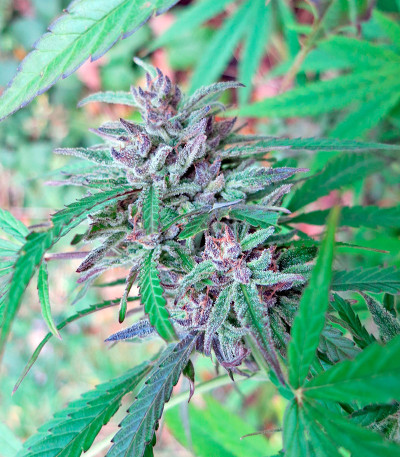 Семена сорта Critical + 2.0 Autoflowering fem