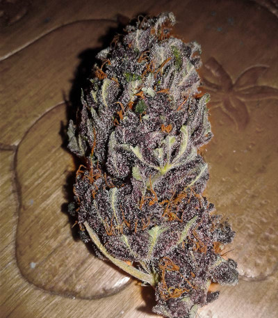 Семена сорта Glue Cookies fem (AlphaFem Seeds)