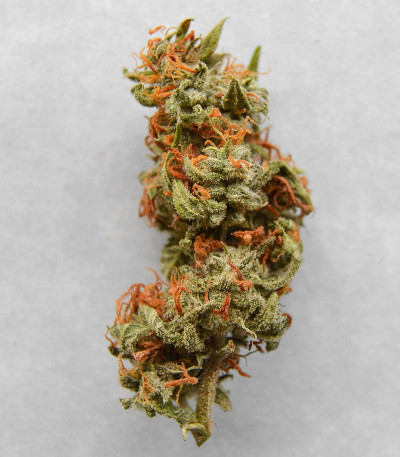 Семена сорта Auto Critical Orange Punch fem (Dutch Passion)