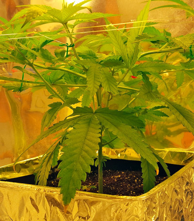 Семена сорта Kryptonite fem (Pyramid Seeds)