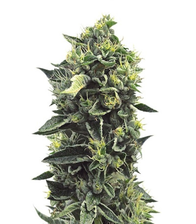 Семена сорта OG Kush reg (Humboldt Seeds)