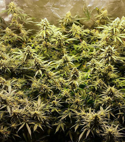 Семена сорта Critical Impact fem (Vision Seeds)