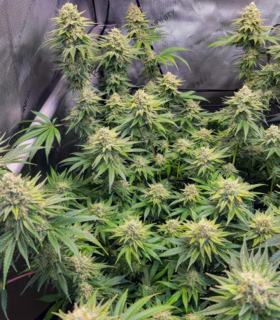 Семена сорта Jet Puft fem (Compound Genetics)