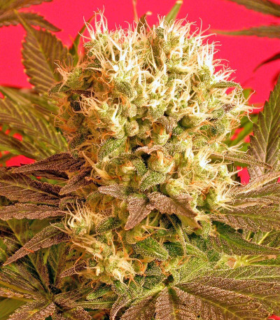 Семена сорта Motavation fem (Serious Seeds)