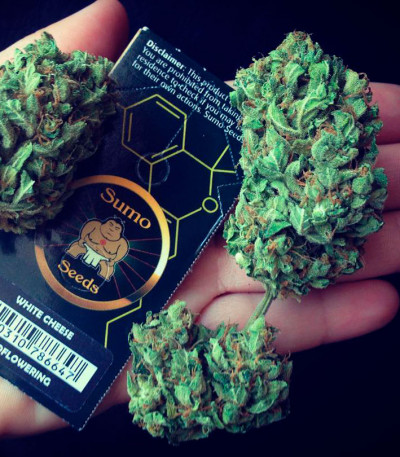 Семена сорта White Cheese Auto fem (Sumo Seeds)