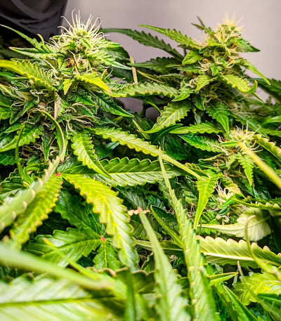 Семена сорта Auto Fire DOG fem (Advanced Seeds)