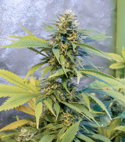 Семена сорта Auto Lemon Kix fem (Dutch Passion)