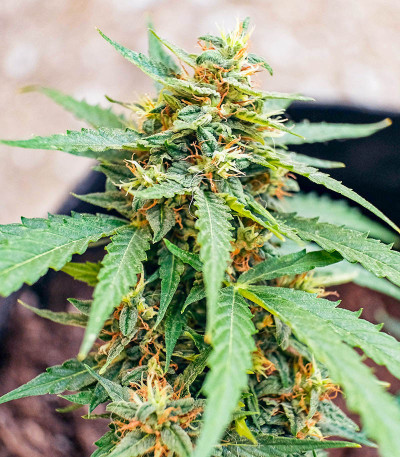 Семена сорта Auto CBG-Force fem (Dutch Passion)