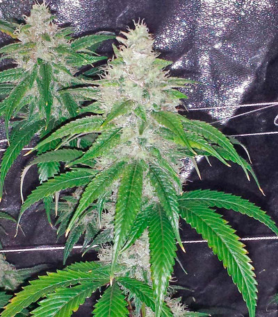 Семена каннабиса Blue Kush