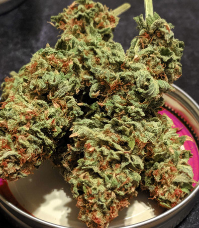 Семена сорта Blueberry OG fem (Barney's Farm)