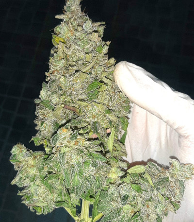 Семена сорта Eleven Roses Early Version fem (Delicious Seeds)