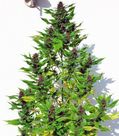 Семена каннабиса Frisian Duck
