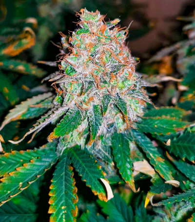 Семена сорта Ninja Zkittles fem (Dr. Krippling Seeds)