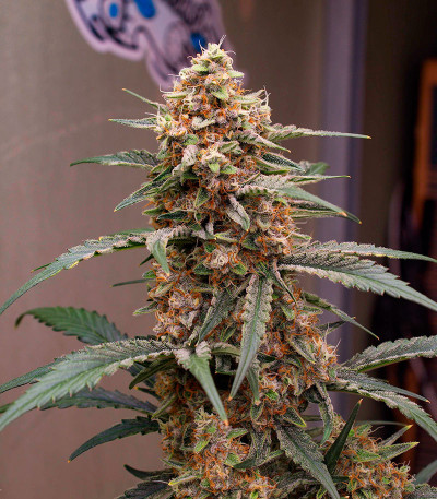 Семена сорта Orange Apricot Glue XL Auto fem (Sweet Seeds)