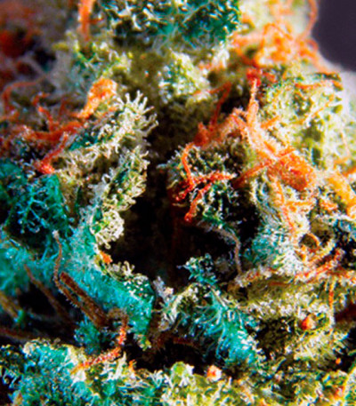 Семена сорта Silver Haze fem (Vision Seeds)