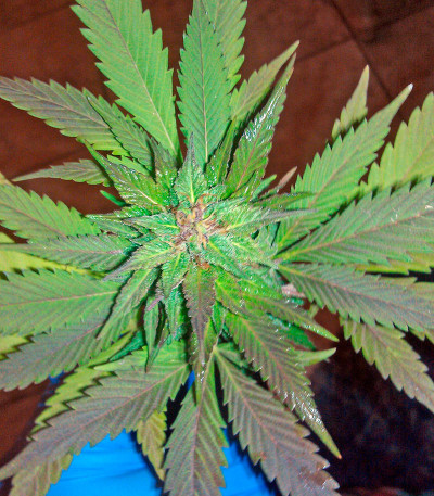 Семена сорта Sour Blueberry fem (Humboldt Seeds)