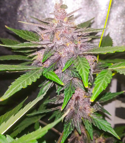 Семена сорта Auto Dark Purple fem (Delicious Seeds)