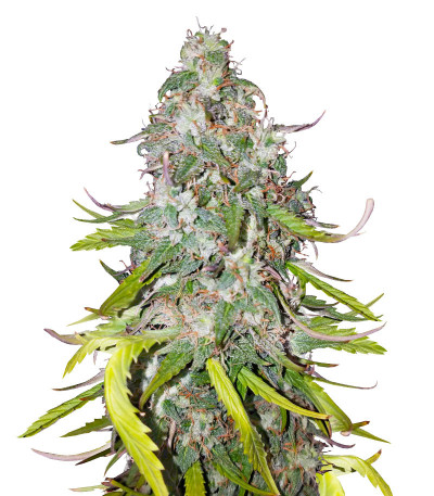 Семена сорта Dolly Kush fem (Dr. Krippling Seeds)