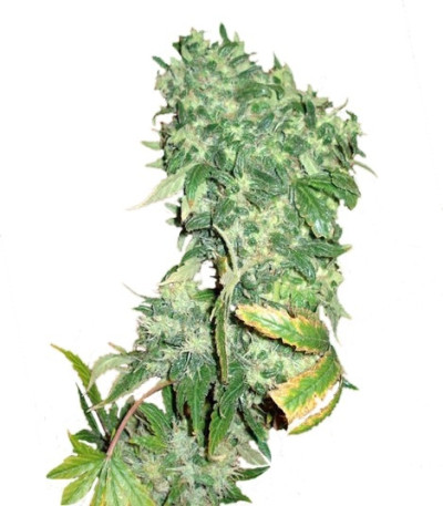 Семена сорта K-Train fem (Green House Seeds)