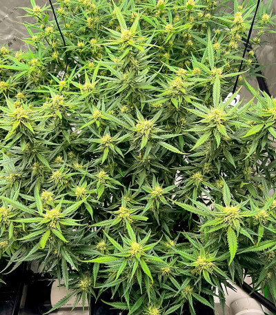 Семена сорта Auto Fire DOG fem (Advanced Seeds)