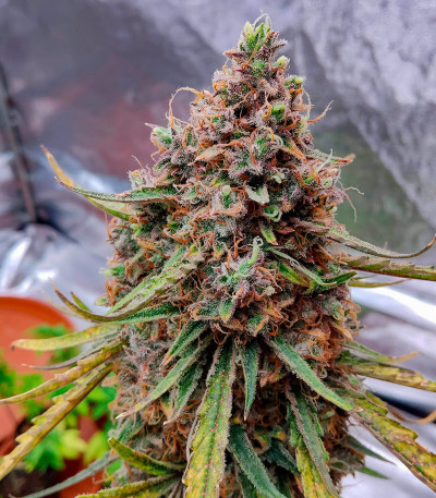 Семена сорта Gorilla Berry Auto fem