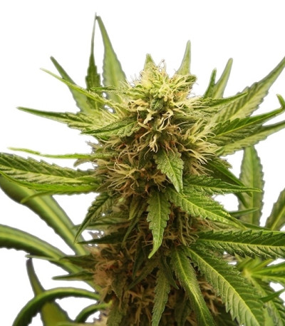 Семена сорта Northern Light fem (Royal Queen Seeds)