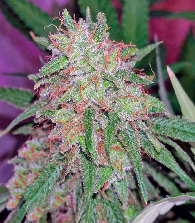 Семена сорта Tangerine Dream fem (Barney's Farm)