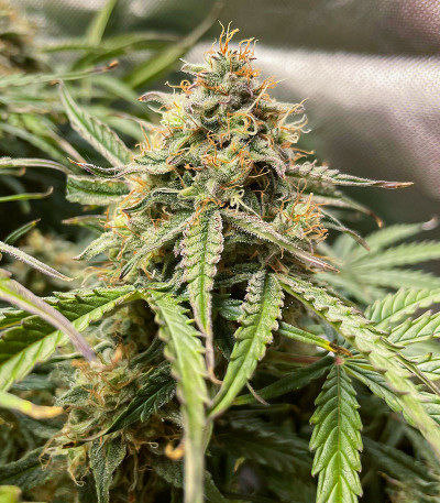 Семена сорта Apollo F1 Auto fem от RQS