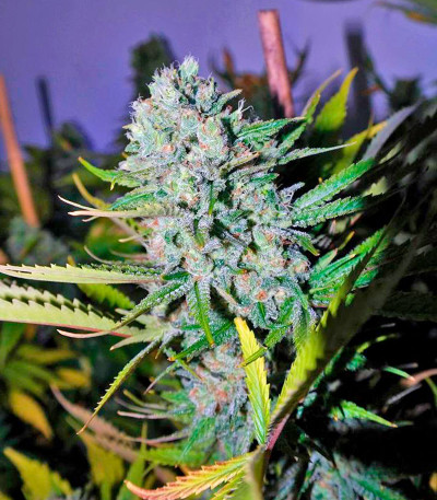 Семена сорта Deep Cheese fem (Dinafem Seeds)