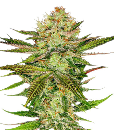 Семена сорта Chocolate Wafflez fem