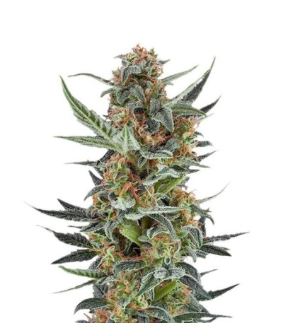 Семена сорта Royal Dwarf auto fem (Royal Queen Seeds)