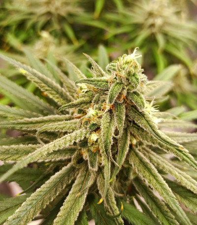 Семена сорта Alpujarrena fem (Pyramid Seeds)