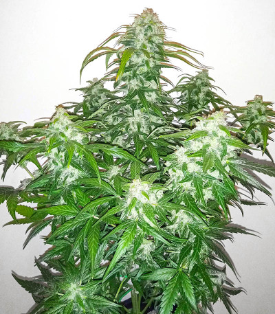 Семена сорта Auto AK-77V fem (Victory Seeds)