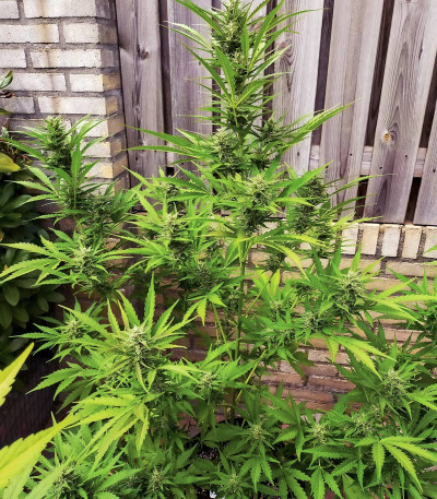 Семена сорта Auto Xtreme fem (Dutch Passion)