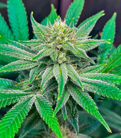 Семена сорта Bruce Banner #3 Auto fem (Herbies Seeds)