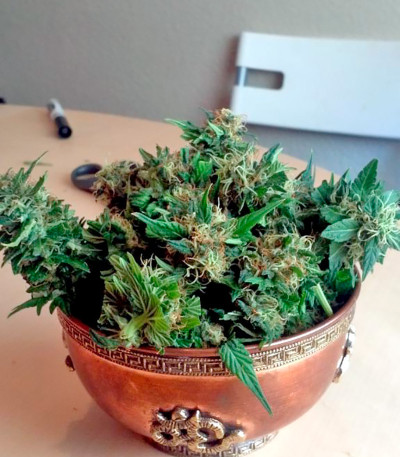 Семена сорта Chill-OM reg