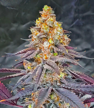 Семена сорта La Calma Autoflower fem (Easy Grow Seeds)