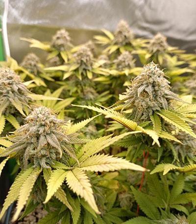 Семена сорта Apple Betty fem (Herbies Seeds)