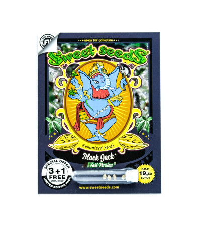 Семена сорта Black Jack F1 Fast Version fem (Sweet Seeds)