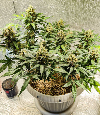Семена сорта Bruce Banner Auto fem (Семяныч)