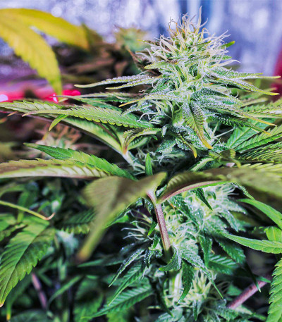 Семена сорта GG4 Sherbet FF fem (FastBuds)