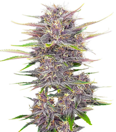 Семена сорта Banana Purple Punch Auto fem (FastBuds)